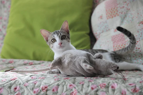 yavru kedi kedi fare ile
