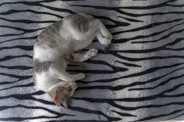 Zebra üzerinde uyuyan kedi yavrusu