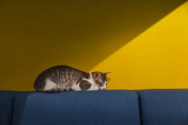 Mavi kanepede uyuyan kedi