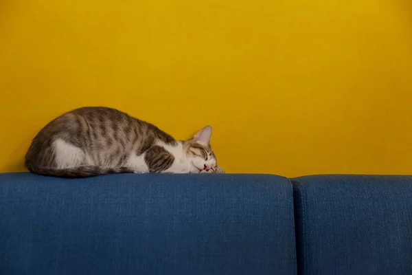 Mavi kanepede uyuyan kedi
