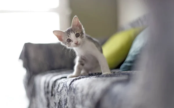 ciddi yavru kedi