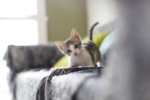 ciddi yavru kedi