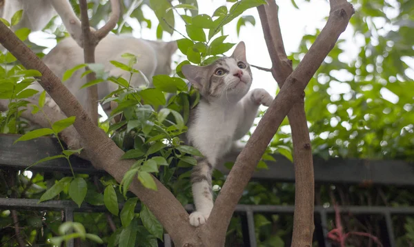 Bebek kedi ağaç