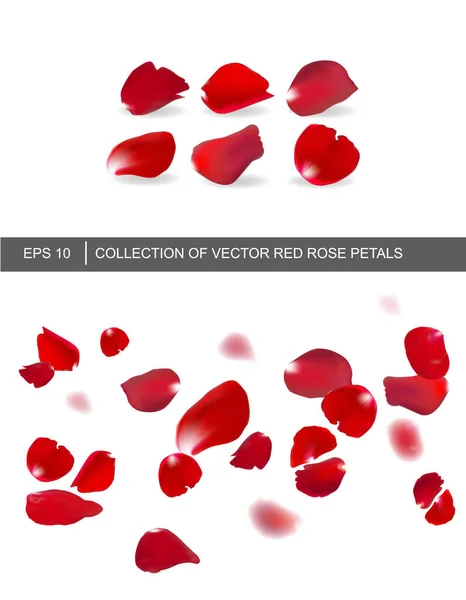 Conjunto de pétalos de rosa roja — Archivo Imágenes Vectoriales