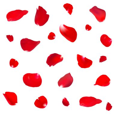 kırmızı gül yaprakları