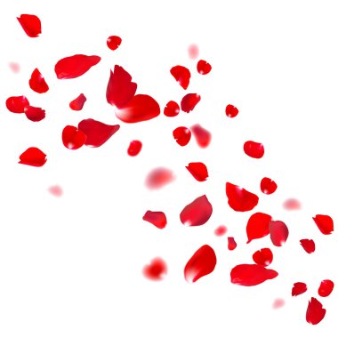 kırmızı gül yaprakları