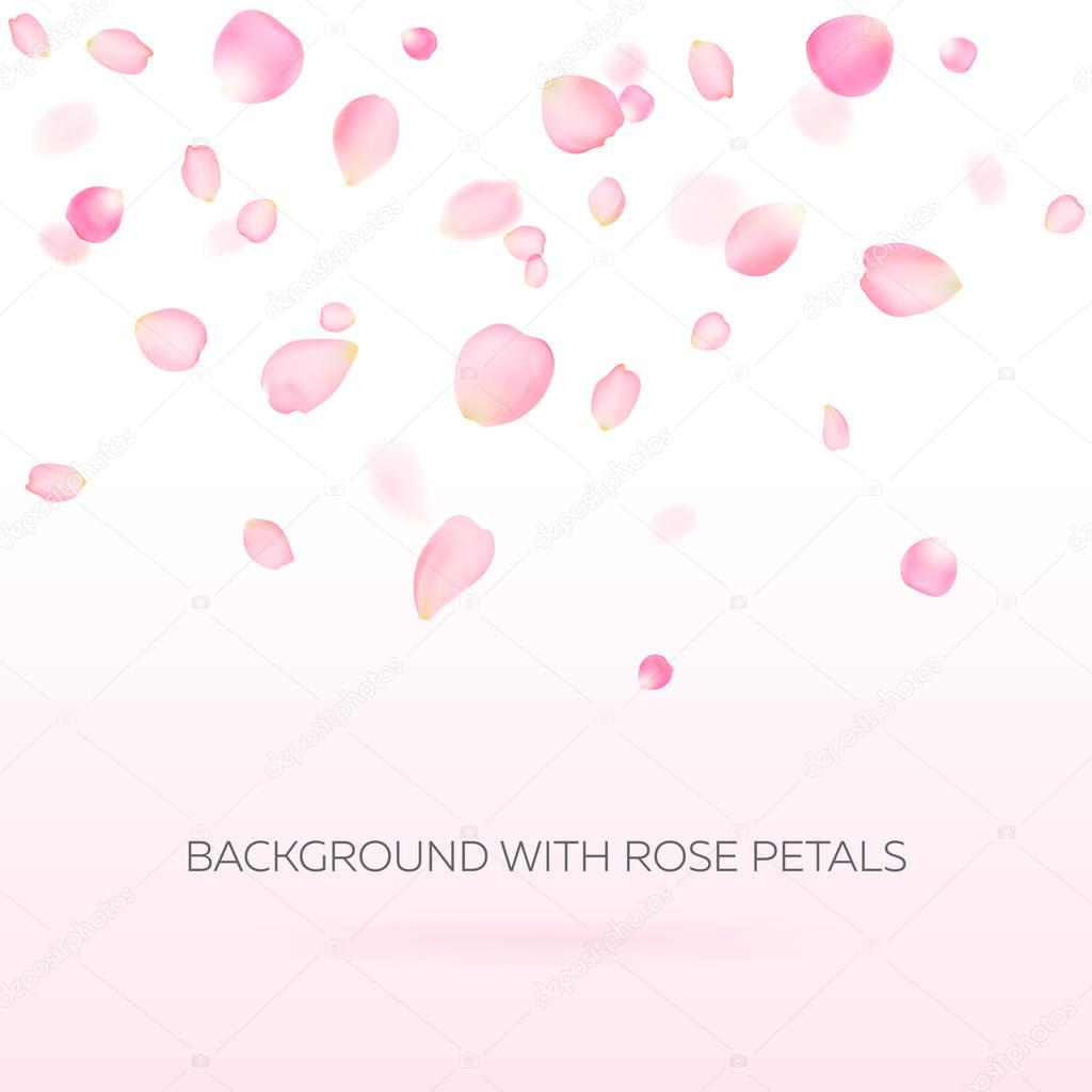 Pink rose petals