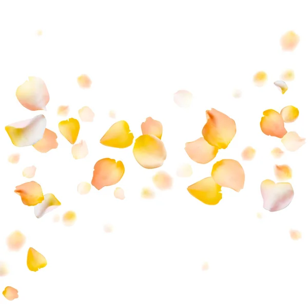 Rose petals vector background — Stock Vector