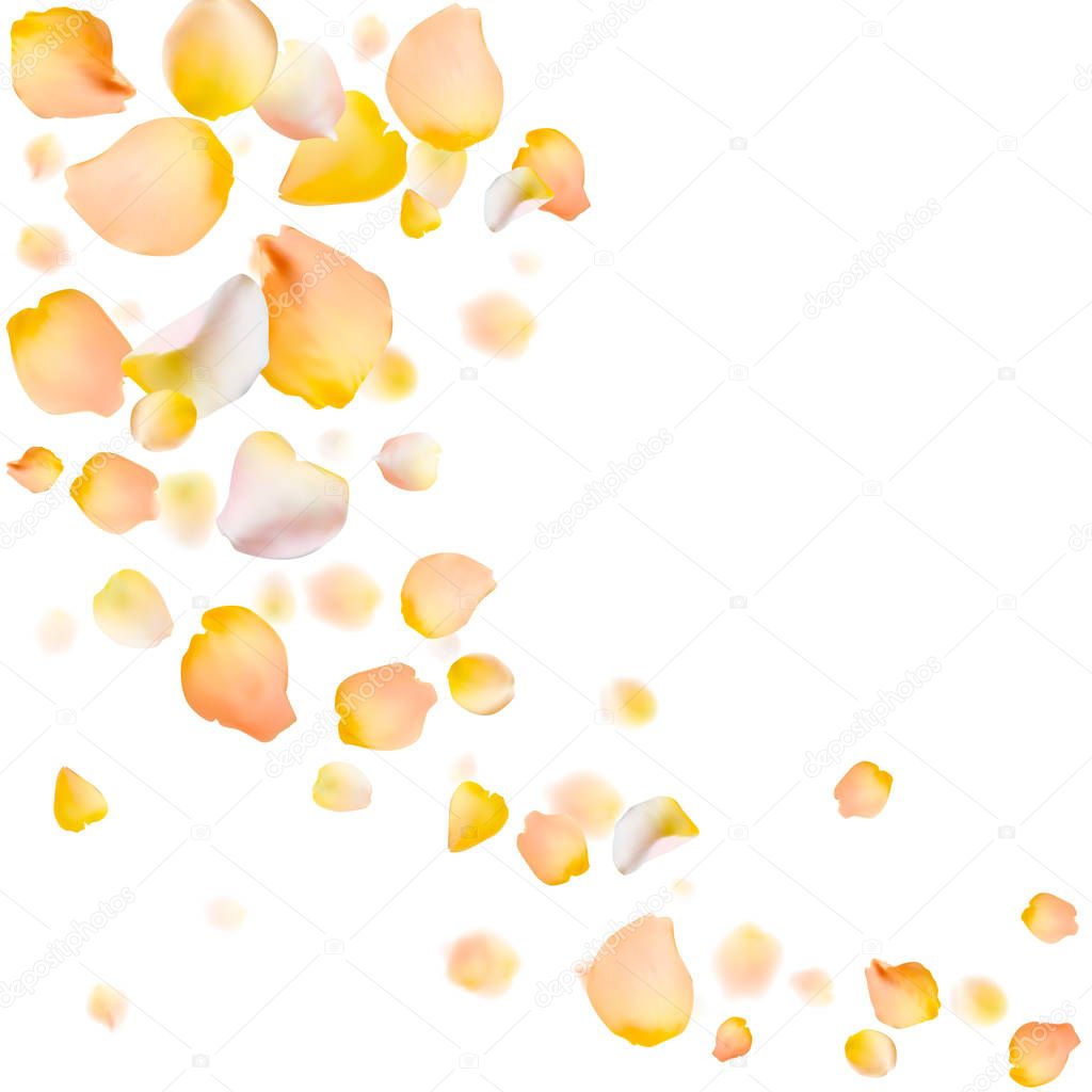 Rose petals vector background