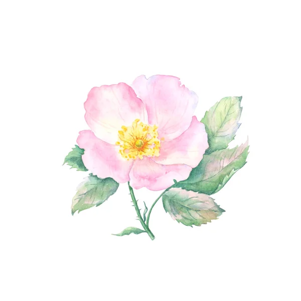 蔷薇菊花的水彩画 背景为白色 手绘了带有绿叶的粉红色刚毛花的插图 春花植物图解 — 图库照片