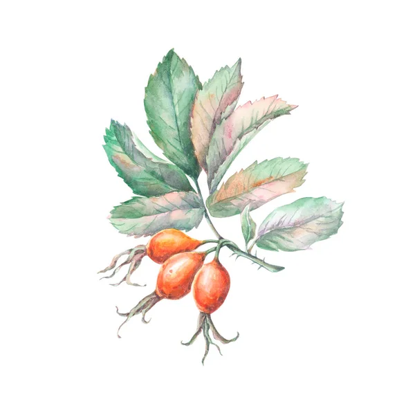 Watercolor Drawing Rose Hips Isolated White Background Hand Painted Illustration — 스톡 사진