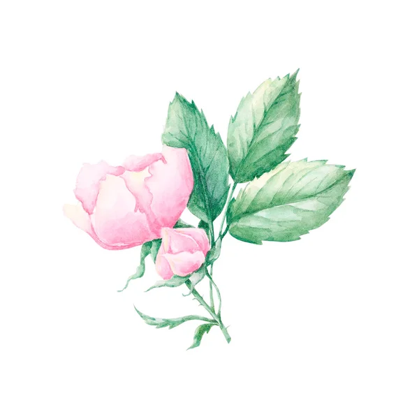 Watercolor Drawing Rose Hip Flower Isolated White Background Hand Painted — 스톡 사진