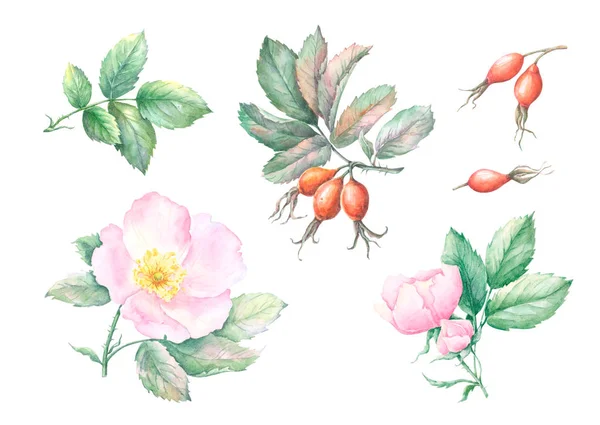 Watercolor sketch set of wild rose hips, flowers and leaves isolated on white background. Hand painted illustration of rosehips with green leaves. Autumn cynarrhodium berries botanical illustration.