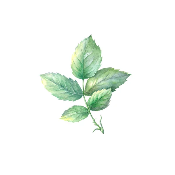 Watercolor Sketch Wild Rose Leaf Raspberry Green Leaf Isolated White — 스톡 사진