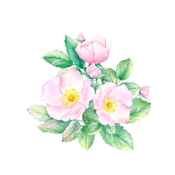 蔷薇菊花水彩画 背景为白色 手绘了带有绿叶的粉红色刚毛花的插图 新婚设计中的春花植物图解 — 图库照片