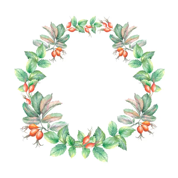 Watercolor Sketch Wreath Wild Rose Hips Leaves Isolated White Background — 스톡 사진