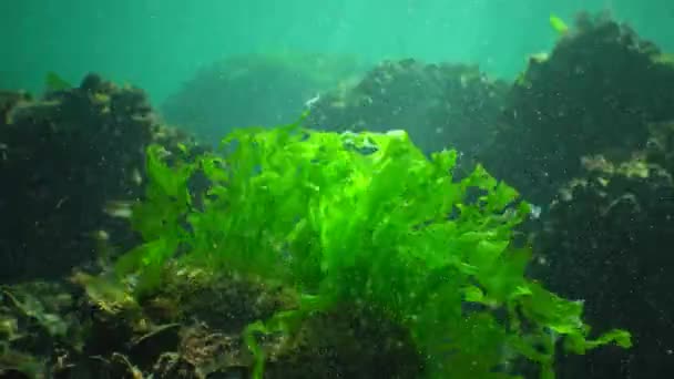 在黑色的大海中的岩石上的绿藻浒苔高 — 图库视频影像