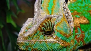 Örtülü bukalemun, koni kafa (bayağı calyptratus)