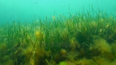 Zostera yaygın olarak dağıtılan etliyeraltı küçük bir cinsidir