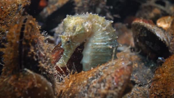 Короткорылый морской конёк (Hippocampus hippocampus). Черное море — стоковое видео