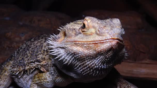 Агамеда ящірка (Pogona vitticeps), бородатий дракон — стокове відео