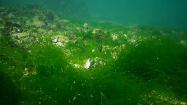Πράσινα φύκια Enteromorpha linza πάνω στα βράχια στη Μαύρη Θάλασσα — Αρχείο Βίντεο