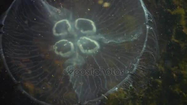 Aurelia aurita (também chamada de geleia lunar, medusa lunar, medusa comum ou geleia de pires ) — Vídeo de Stock