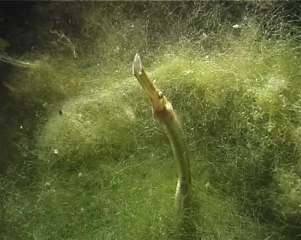 Ευρεία-nosed pipefish (Syngnathus typhle) — Αρχείο Βίντεο
