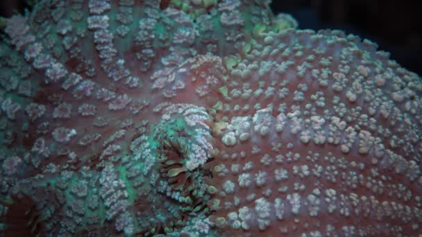 Discosoma (sinónimo Actinodiscus), vulgarmente conhecido por anêmona de cogumelos, coral de cogumelos ou anêmona de disco — Vídeo de Stock