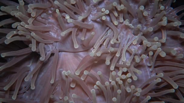 Die prachtvolle Seeanemone (heteractis magnifica), auch Ritteri-Anemone genannt — Stockvideo