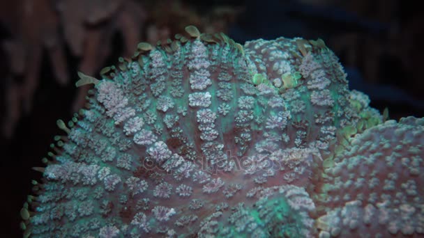Discosoma (synonym Actinodiscus), commonly known as mushroom anemone, mushroom coral or disc anemone — Stock Video