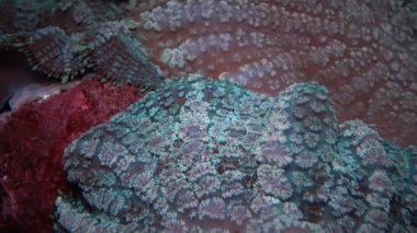 Mantar anemone, mantar mercan veya disk anemon çiçeği bilinen Discosoma (eşanlamlı Actinodiscus),
