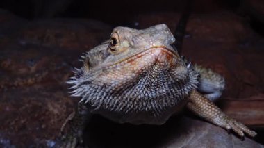 Agamid kertenkele (Pogona vitticeps), sakallı Ejder