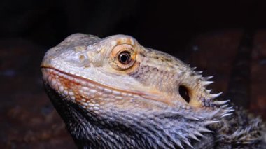 Agamid kertenkele (Pogona vitticeps), sakallı Ejder