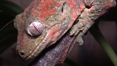 Yosunlu Yeni Kaledonya gecko bilinen Mniarogekko chahoua