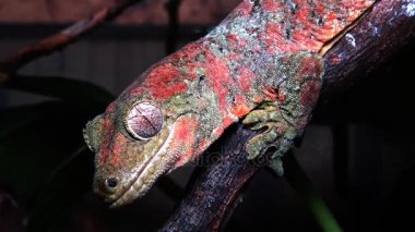 Yosunlu Yeni Kaledonya gecko bilinen Mniarogekko chahoua