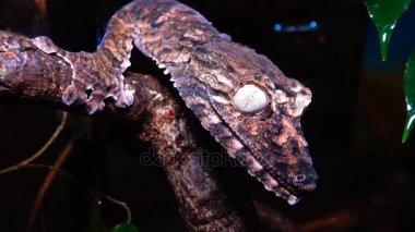 Henkel'ın yaprak kuyruklu gecko