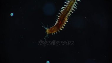 Deniz deniz halkalı solucanları solucan Nereis