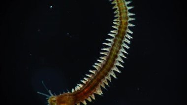 Deniz deniz halkalı solucanları solucan Nereis