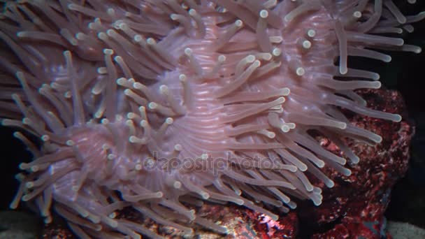 The magnificent sea anemone (Heteractis magnifica), also known as the Ritteri anemone — Stock Video