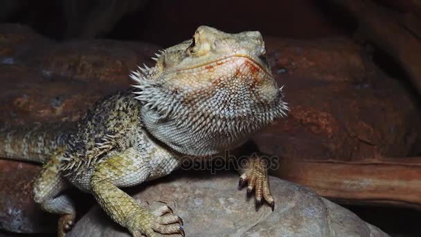 Агамидная ящерица (Pogona vitticeps), бородатый дракон — стоковое видео