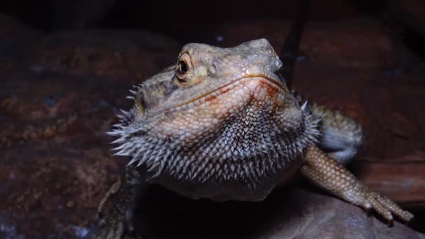 Agamid lizard (Pogona vitticeps), the bearded dragon — Stock Video