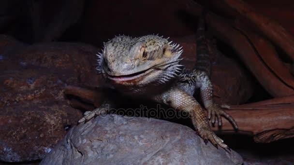 Lagarto Agamid (Pogona vitticeps), el dragón barbudo — Vídeos de Stock