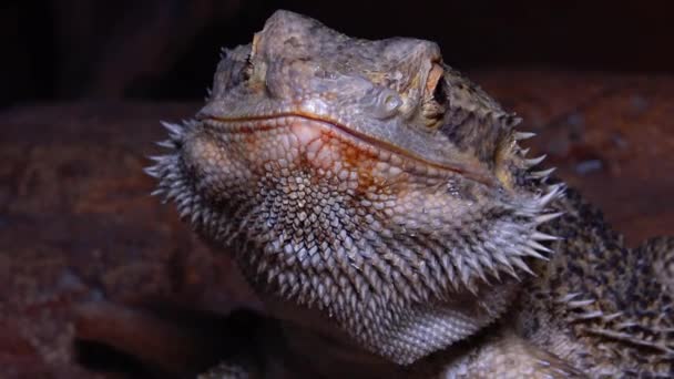 Lagarto Agamid (Pogona vitticeps), el dragón barbudo — Vídeos de Stock