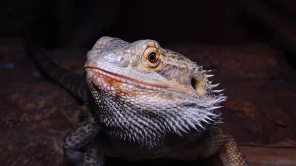 Agamid lizard (Pogona vitticeps), the bearded dragon — Stock Video