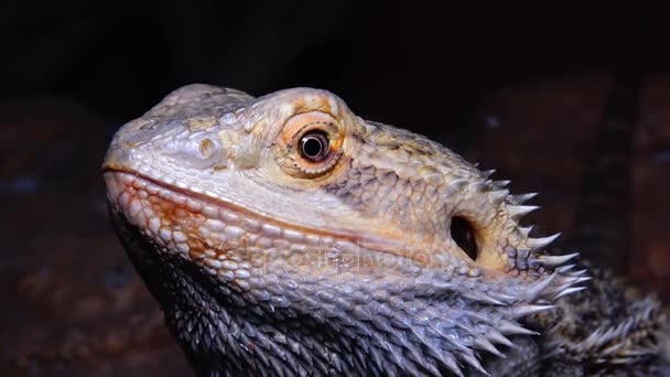 Agamid hagedis (Baardagame vitticeps), de bebaarde draak — Stockvideo