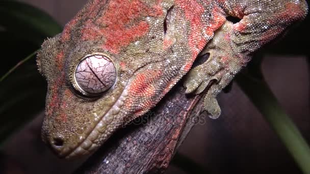 Mniarogekko chahoua vulgarmente conhecido como o musgoso New Caledonian Gecko — Vídeo de Stock