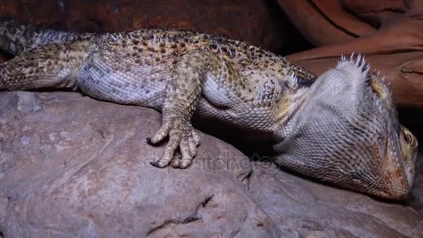 Agamid lagarto (Pogona vitticeps), o dragão barbudo — Vídeo de Stock