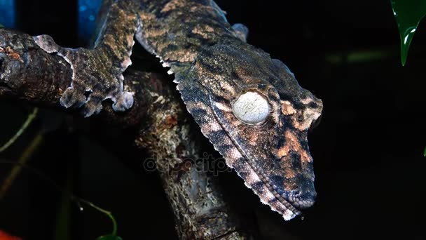 Henkel van blad-tailed gecko — Stockvideo