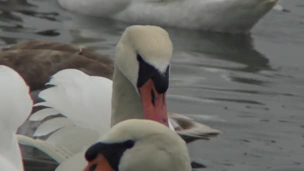 Cisne mudo, Cygnus olor, nadando na superfície da água azul — Vídeo de Stock